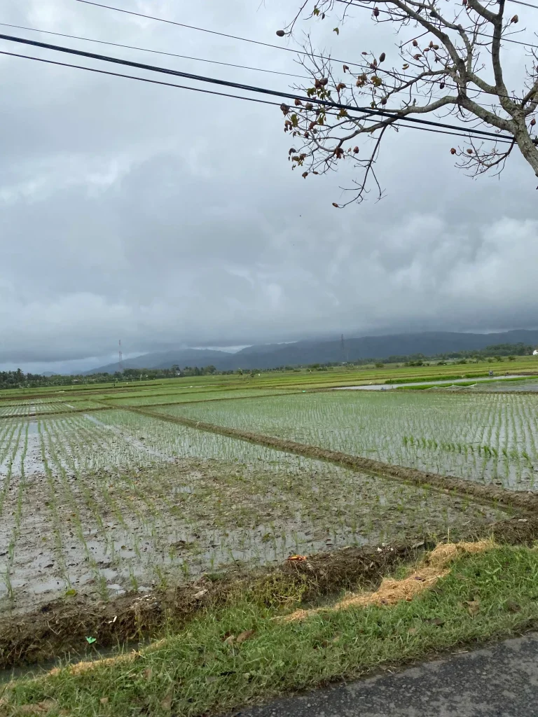village rice paddies investment