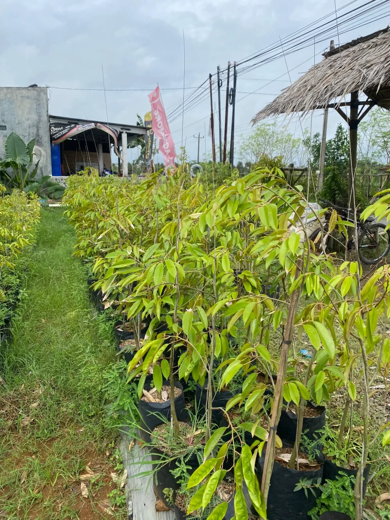 village tree nursery investment